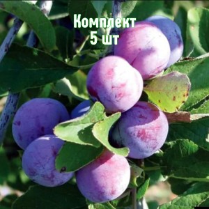 Комплект 5шт / Слива Баллада