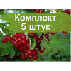 Саженцы смородины Вика - 5 шт.: фото и описание