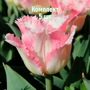 Комплект 5шт / Тюльпан Линжери