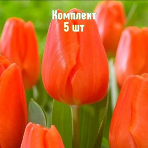 Комплект 5шт / Тюльпан Оранж Шерпа