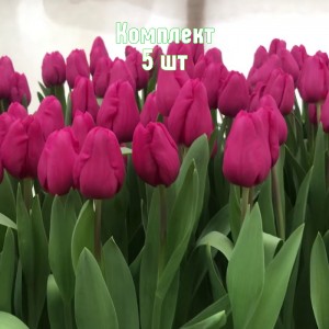 Комплект 5шт / Тюльпан Пурпл Равен