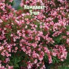 Саженцы Вейгелы садовой Нана Вариегата (Nana Variegata) - 5 шт.: фото и описание
