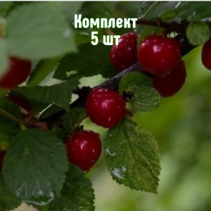 Комплект 5шт / Вишня войлочная Любимица