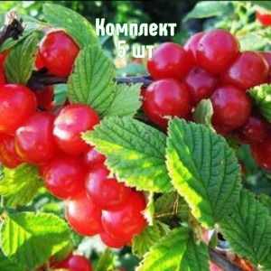Комплект 5шт / Вишня войлочная Юбилейная