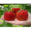 Саженцы земляники Гигантелла (Средняя) - 5 шт.: фото и описание