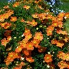Саженец лапчатки кустарниковой (Курильского чая) Танжерин (Tangerine): фото и описание