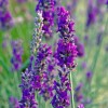 Саженец лавандина Импресс Пурпл (Impress Purple): фото и описание