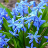 Пролеска сибирская (Scilla siberica) : фото и описание