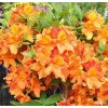 Саженец Рододендрона Глоуинг Эмберс (Glowing Embers): фото и описание