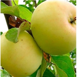 Яблоня Исеть белая
