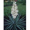Саженец юкки Нитчатая (Yucca filamentosa) : фото и описание