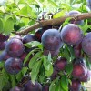 Саженцы Алычи Шатер (Ранняя/Фиолетовая) - 5 шт.: фото и описание